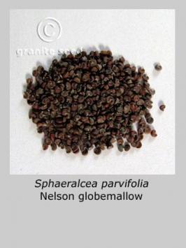 sphaeralcea  parvifolia  product gallery #1