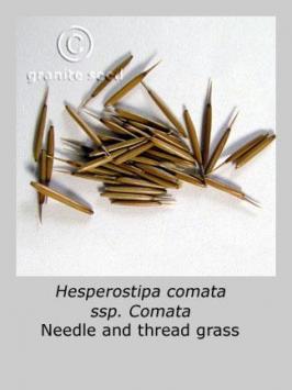 hesperostipa  comata ssp. comata  product gallery #4