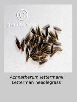 achnatherum  lettermanii  product gallery #6