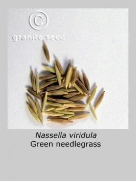 nassella  viridula  product gallery #4