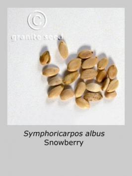 symphoricarpos  albus  product gallery #2