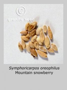 symphoricarpos  oreophilus  product gallery #2