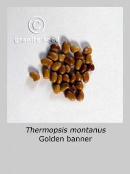 thermopsis  montana  product gallery #1
