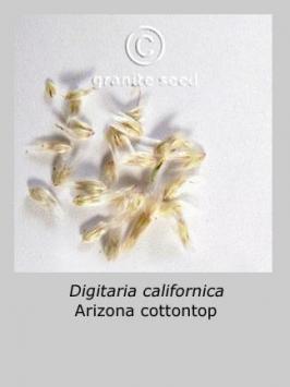 digitaria  californica  product gallery #4