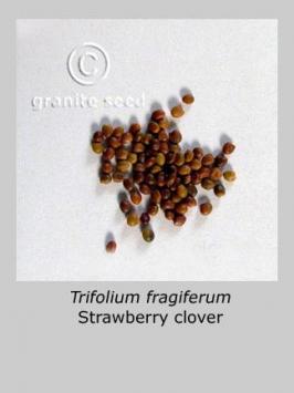 trifolium  fragiferum  product gallery #2