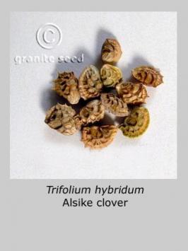 trifolium  hybridum  product gallery #2