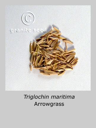 Triglochin maritima