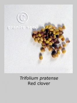 trifolium  pratense  product gallery #3
