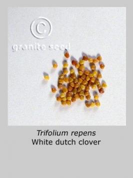 trifolium  repens  product gallery #2