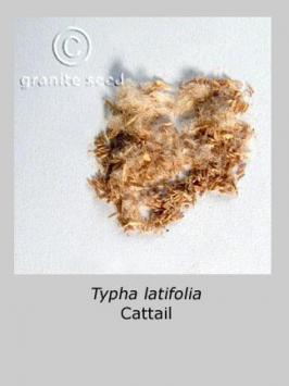 typha  latifolia  product gallery #2