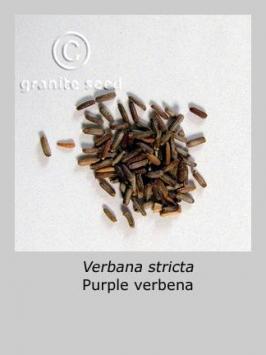 verbena  stricta  product gallery #1