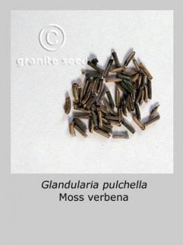 glandularia  pulchella  product gallery #1