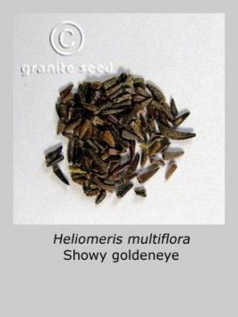 heliomeris  multiflora  product gallery #1