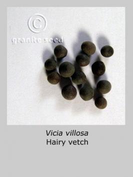 vicia  villosa  product gallery #3