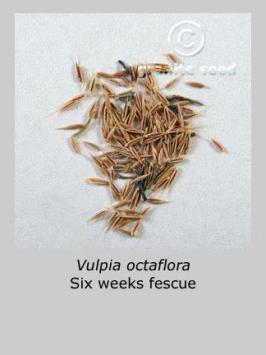 vulpia  octoflora  product gallery #1