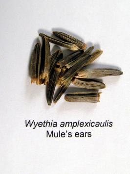 wyethia  amplexicaulis  product gallery #4