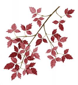 acer   glabrum  product gallery #3