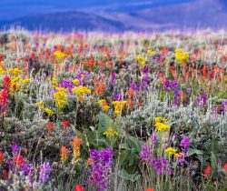 Wildflowers and Forbs