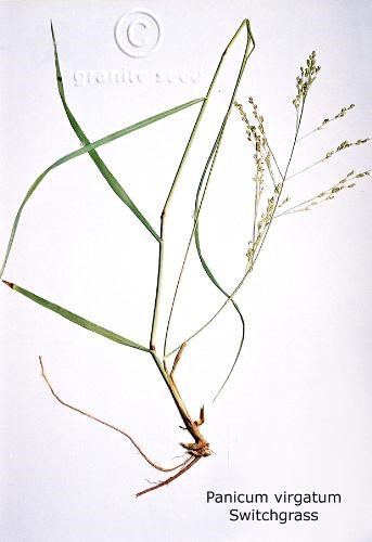 Panicum Virgatum Switchgrass