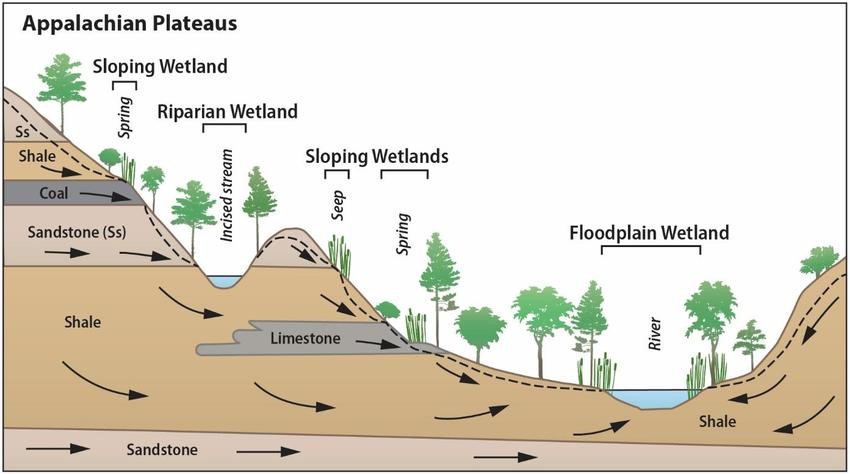 riparian and wetland vegetation diagram