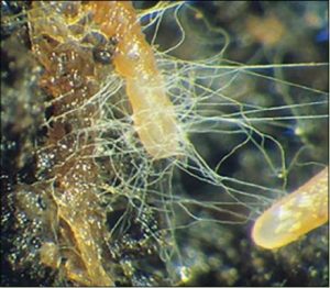 Mycorrhizal Inoculum 3