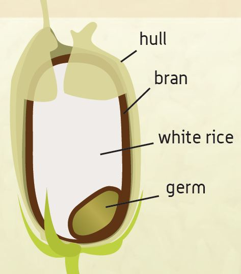 Rice Hulls 1