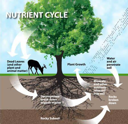 How Trees Stop Erosion 3
