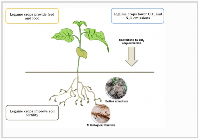 Nitrogen Fixation Importance to Plant and Soil Health