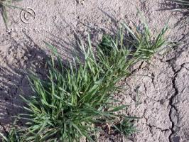 Siberian Wheatgrass | Agropyron Fragile | Granite Seed