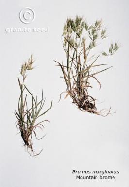 Mountain Brome | Bromus Marginatus | Granite Seed