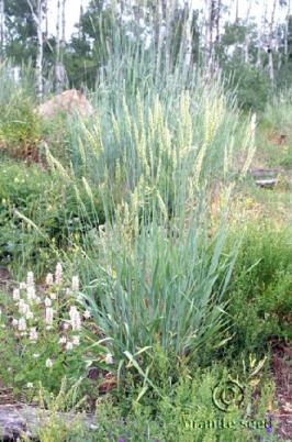 Great Basin Wildrye | Leymus Cinereus | Granite Seed