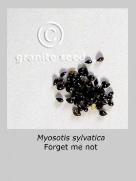 Myosotis Sylvatica Granite Seed