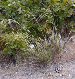 Hesperostipa comata ssp. comata | Granite Seed and Erosion Control