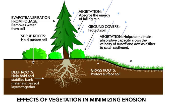 Árvores Prevenindo o Controlo da Erosão
