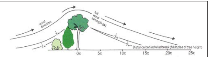 hoe bomen erosie stoppen 1